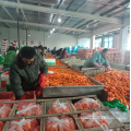 China new crop fresh carrot export 80-150g